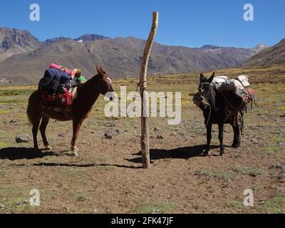 deux ânes ou des mules sur la montagne, transportant des bagages pour un voyage en montagne Banque D'Images