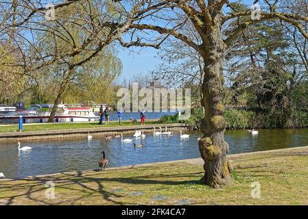 La Tamise et le bord de la rivière à Windsor par temps ensoleillé Spring day, Berkshire Angleterre Royaume-Uni Banque D'Images