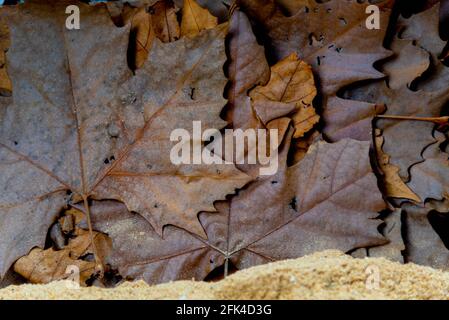 Fond de feuilles d'érable et d'érable sèches. Fond végétal. Standard. Feuilles d'érable. Panneaux d'automne. Feuilles de végétation décidues. Banque D'Images