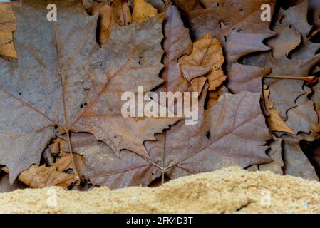 Fond de feuilles d'érable et d'érable sèches. Fond végétal. Standard. Feuilles d'érable. Panneaux d'automne. Feuilles de végétation décidues. Banque D'Images