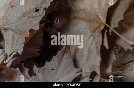 Fond de feuilles d'érable et d'érable sèches. Fond végétal. Standard. Feuilles d'érable. Panneaux d'automne. Feuilles de végétation décidues. Banque D'Images