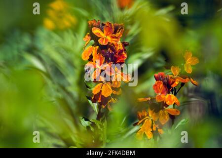 Un beau Wallflower, une plante du sud de l'Europe avec des fleurs parfumées jaune, orange-rouge, rouge foncé, marron et des abeilles bourdonnantes. Arrière-plan bokeh. Banque D'Images