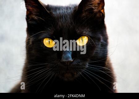 Joli chat noir regardant directement dans l'appareil photo. Gros plan de la tête, corps flou. Banque D'Images