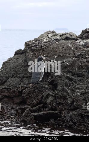 Galapagos Penguin, debout sur une grande roche de lave, endémique, en voie de disparition, petit, oiseau de mer, Faune, animal, Spheniscus mendiculus, Amérique du Sud; Galapagos Banque D'Images