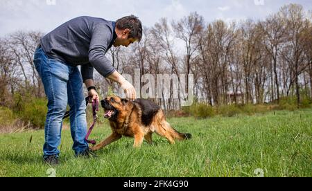 Un homme joue avec son chien - un Berger allemand sur une pelouse en herbe verte au printemps. Banque D'Images