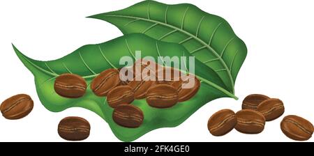 Grains de café torréfiés avec feuilles d'arbre de café fraîches isolées sur fond blanc. Illustration vectorielle au réalisme photographique. Illustration de Vecteur