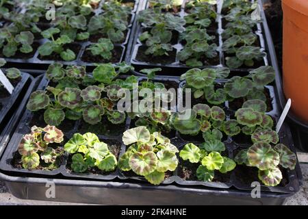 JACKPOT DE PÉLARGONIUM. BOUCHEZ LES PLANTES Banque D'Images