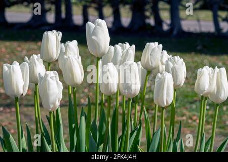 De magnifiques tulipes blanches fleurissent dans un parc Banque D'Images