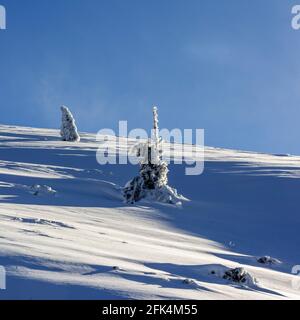 Neige et arbres enneigés dans le massif du Sancy, département du Puy de Dôme, Auvergne-Rhône-Alpes, France Banque D'Images