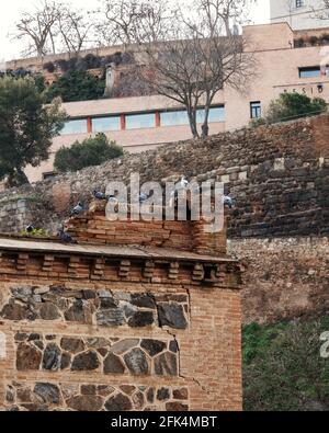 Verticale d'un mur de briques avec pigeons qui y perce Banque D'Images