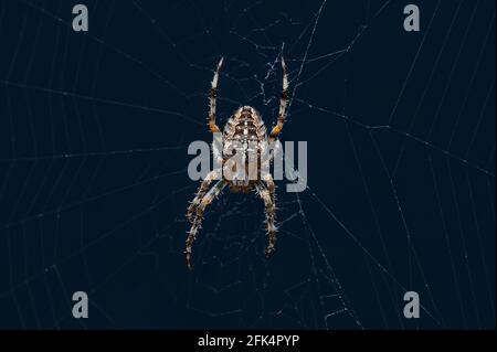 Gros plan sur l'araignée de jardin britannique commune (Araneus Diadematus). Accroché à son Web. Banque D'Images