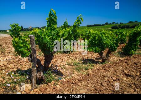 les vignobles de shiraz en côte du rhône, provence, france Banque D'Images