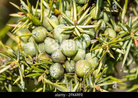 Arbre de genévrier commun (Juniperus communis), Royaume-Uni. Gros plan des baies vertes (structures femelles) au printemps. Banque D'Images