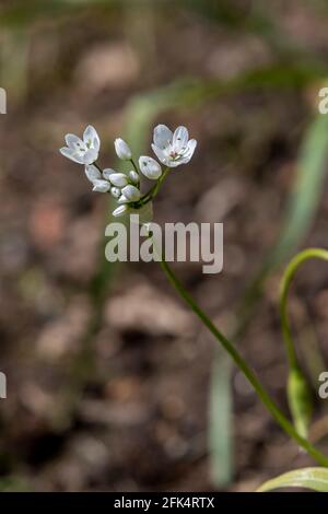 Allium neapollitanum Cirillo (ail blane) en fleur avec un arrière-plan hors foyer, Northampton, Angleterre, Royaume-Uni. Banque D'Images