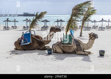 Deux chameaux se reposant entre les tours touristiques sur la plage à Caleta de Fuste sur l'île des Canaries de Fuerteventura Banque D'Images