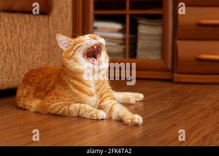 Chat rouge couché sur un plancher en bois et bâilling contre l'intérieur de la maison sur un arrière-plan flou. Mise au point peu profonde. Banque D'Images