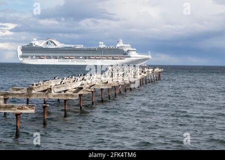 cormoran impérial ou cerf impérial, Leucocarbo atriceps, montrant une colonie de reproduction sur l'ancien quai en bois avec navire de croisière en arrière-plan, Punta Arenas Banque D'Images