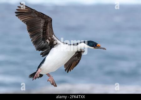 Scories impériales ou cormorans impériaux, Leucocarbo atyceps, débarquement adulte dans une colonie de reproduction, Sea Lion Island, îles Falkland Banque D'Images