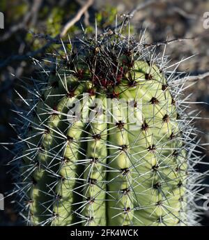 Vue rapprochée de la scarlet et des épines grises sur un Cactus à pipe d'organe (Stenocereus thurberi) méristème apical Banque D'Images