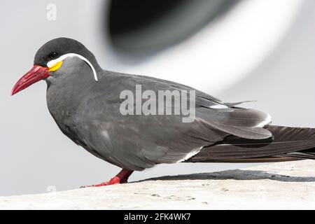 Inca tern, Larosterna inca, adulte unique perché sur le mur du port, Lima, Pérou Banque D'Images