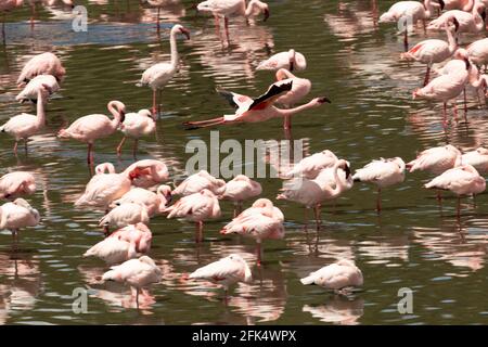 Flamingos de moindre et de grande envergure dans le parc national d'Arusha, Tanzanie Banque D'Images