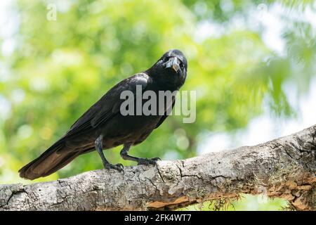 Corbeau de la jungle indienne, Corvus culperatus, adulte unique perché sur une branche d'arbre, Yala, Sri Lanka Banque D'Images