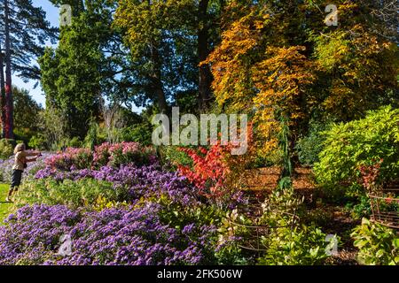 Angleterre, Surrey, Guildford, RHS Wisley, Autumn Colors *** Légende locale *** Autumn,Britain,British,Coloried,Colors,England,English,Flower,Flowers, Banque D'Images