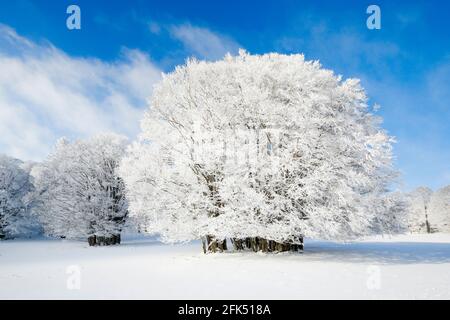 Grosse, tief verschneite Buche BEI blauem Himmel im Neuenburger Jura, Suisse Banque D'Images