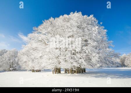 Grosse, tief verschneite Buche BEI blauem Himmel im Neuenburger Jura, Suisse Banque D'Images