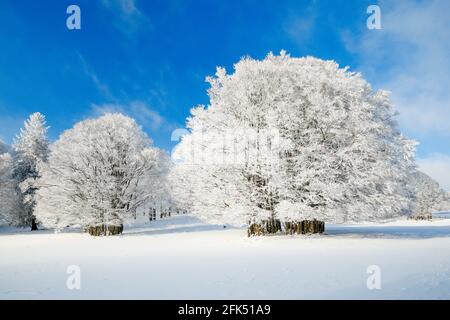 Grosse, tief verschneite Buche BEI blauem Himmel im Neuenburger Jura, Suisse Banque D'Images