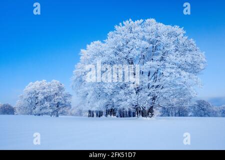 Tief verschneite Buchen zur Blauenstunde im Neuenburger Jura, Suisse Banque D'Images