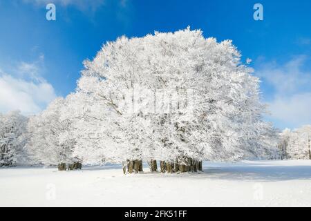 Grosse, tief verschneite Buche BEI blauem Himmel im Neuenburger Jura, Suisse Banque D'Images