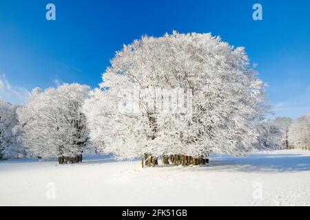 Grosse, tief verschneite Buche BEI blauem Himmel im Neuenburger Jura, Suisse Banque D'Images