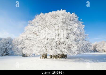 Grosse, tief verschneite Buche BEI blauem Himmel im Neuenburger Jura, Suisse Banque D'Images