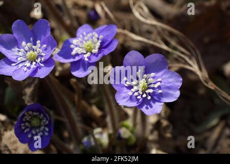 Jardin hepatics Anemone hepatica (hepatica commun, liverwort, kidneywort, pennywort), Hepatica nobilis révélé au début du printemps dans le jardin. Banque D'Images