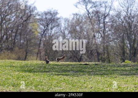 Lires jouant au soleil de printemps sur les terres agricoles du proche-Orient Gris Banque D'Images