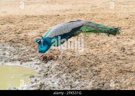 Paon indien ou paon indien ou paon bleu, Pavo cristatus, homme seul qui boit à la piscine, Sri Lanka Banque D'Images