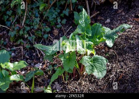 Plante Adam et Eve (Arum maculatum) croissance sous le soleil de printemps Banque D'Images