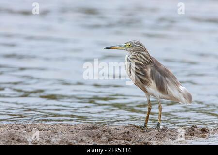 Héron de l'étang indien, Ardeola grayii, adulte unique debout en eau peu profonde, Goa, Inde Banque D'Images