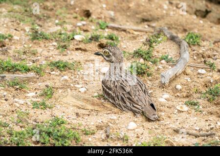 Cuiller en pierre indienne ou genou épais indien, Burhinus indicus, adulte unique reposant sur une végétation courte, Bundala, Sri Lanka Banque D'Images