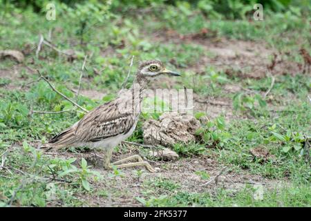 Cuiller en pierre indienne ou genou épais indien, Burhinus indicus, adulte unique reposant sur une végétation courte, Bundala, Sri Lanka Banque D'Images