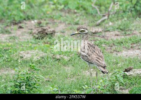 Le courbé de pierre indien ou le genou épais indien, Burhinus indicus, adulte unique debout sur une courte végétation, Bundala, Sri Lanka Banque D'Images