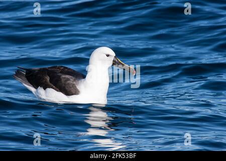 Albatros à nez jaune indien, nage en mer pour un seul adulte, Woollongong, Queensland, Australie Banque D'Images