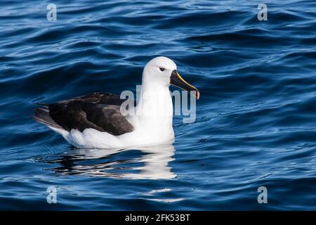 Albatros à nez jaune indien, nage en mer pour un seul adulte, Woollongong, Queensland, Australie Banque D'Images