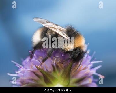 Bumblebee se nourrissant sur le champ scabieux, Knautia arvensis Banque D'Images