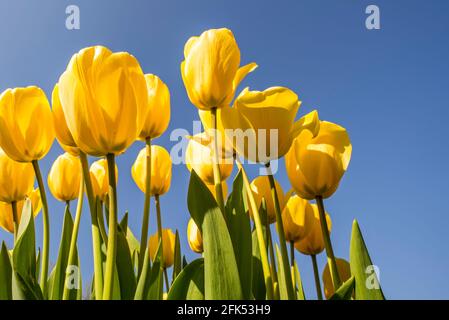 Vue de l'œil de ver montrant des tulipes jaunes (Tulipa sp.) fleurissant au printemps contre le ciel bleu Banque D'Images