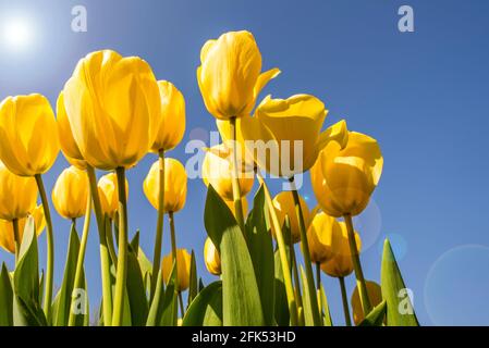 Vue de l'œil de ver montrant des tulipes jaunes (Tulipa sp.) fleurissant au printemps contre le ciel bleu Banque D'Images