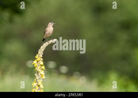 Isabelline Wheatear, Oenanthe isabellina, adulte unique perché sur la végétation, Gabarevo, Bulgarie Banque D'Images