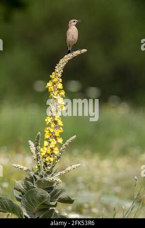 Isabelline Wheatear, Oenanthe isabellina, adulte unique perché sur la végétation, Gabarevo, Bulgarie Banque D'Images