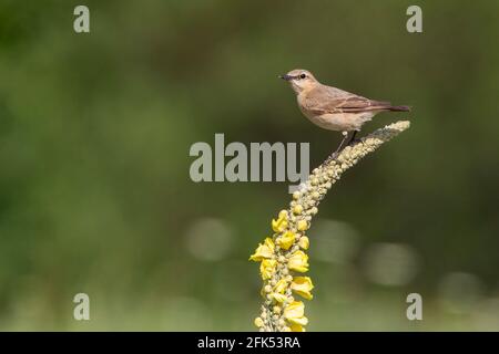 Isabelline Wheatear, Oenanthe isabellina, adulte unique perché sur la végétation, Gabarevo, Bulgarie Banque D'Images